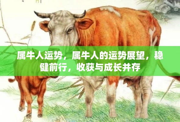 属牛人的稳健前行与成长收获,运势展望及展望分析