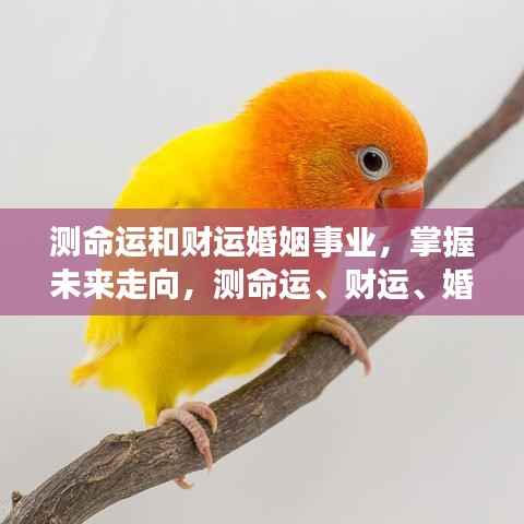 掌握未来命运走向,全方位解读财运、婚姻与事业展望