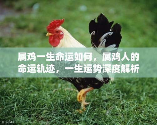 属鸡人的命运深度解析,一生运势轨迹与命运展望