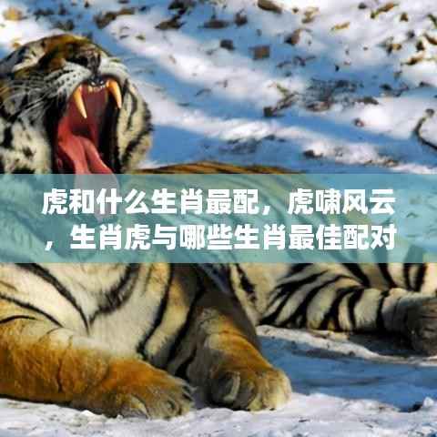 生肖虎的最佳配对生肖,虎啸风云中的情感匹配秘笈!
