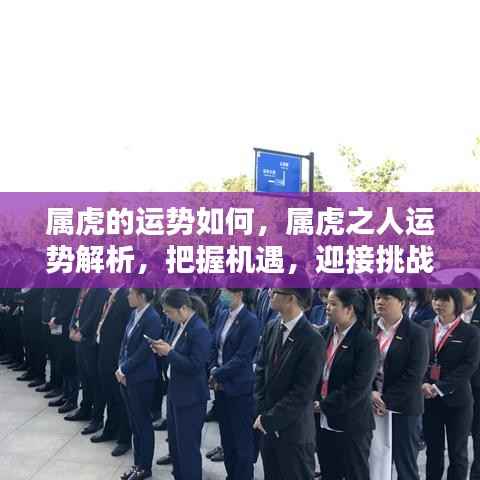 属虎人的运势解析,把握机遇,迎接挑战,展望美好未来