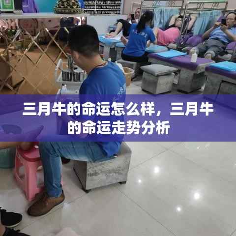 三月牛的命运走势详解,运势分析与预测