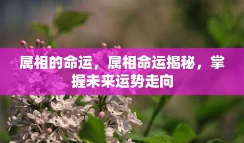 揭秘属相命运,掌握未来运势走向的秘诀