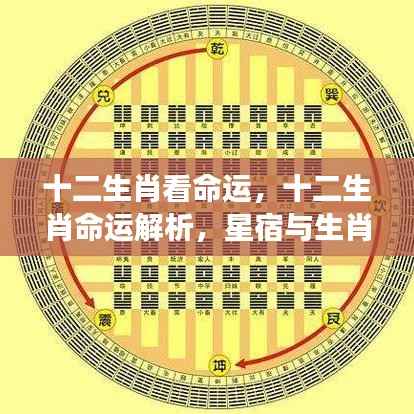 生肖命运揭秘,星宿奥秘与十二生肖的交织解析