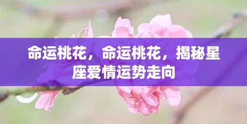 揭秘星座爱情运势走向,命运桃花深度解析