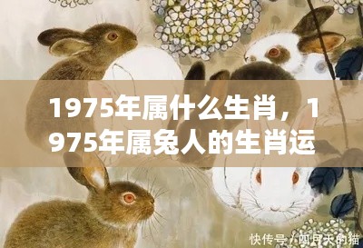 1975年属兔人的生肖运势,岁月静好,机遇与挑战并存