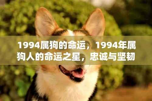 1994年属狗人的忠诚与坚韧,命运之星照亮辉煌人生之路
