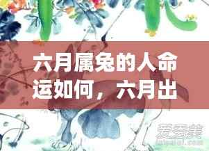 六月出生的属兔人命运深度解析与星座运势展望