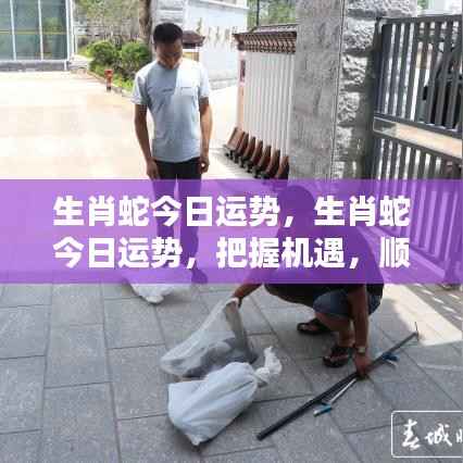 生肖蛇今日运势详解,把握机遇,顺势而为的策略