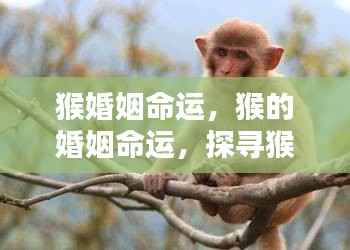探寻猴子的婚姻命运与爱情家庭观,猴王之王者的情感之旅