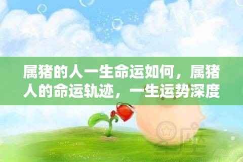 属猪人的命运深度解析,一生运势轨迹与命运展望