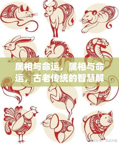 属相与命运,古老传统的智慧解读揭秘生肖与命运关联之谜