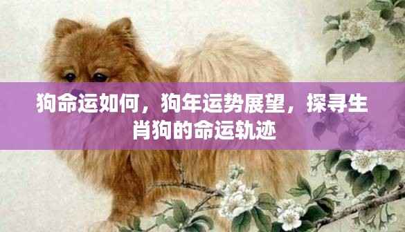生肖狗命运展望,探寻狗年运势与命运轨迹