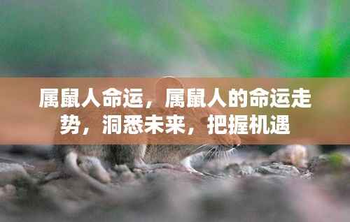 属鼠人的命运走势揭秘,洞悉未来,把握机遇时刻
