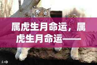 星辰指引下的属虎生月命运,揭示虎年人生的轨迹与命运密码