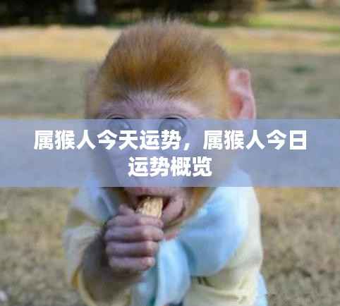 属猴人今日运势概览,今日运势分析与预测