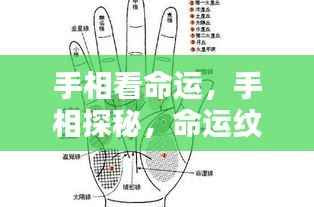 手相揭秘,命运纹路中的奥秘探寻