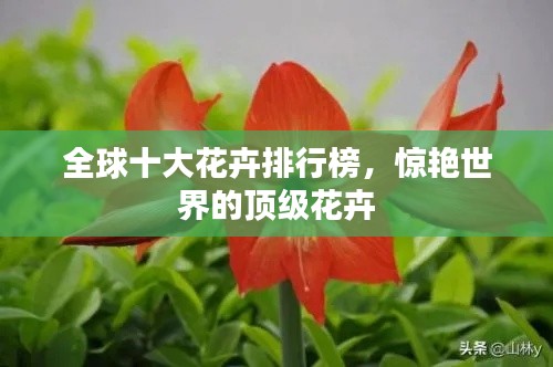 全球十大花卉排行榜,惊艳世界的顶级花卉