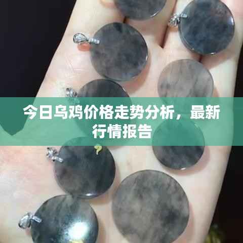 今日乌鸡价格走势分析,最新行情报告