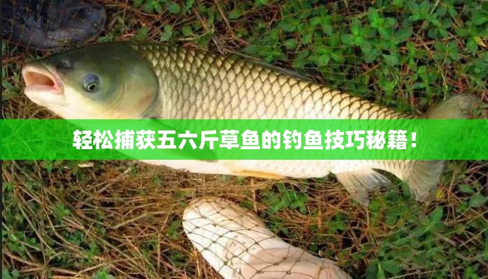 轻松捕获五六斤草鱼的钓鱼技巧秘籍!