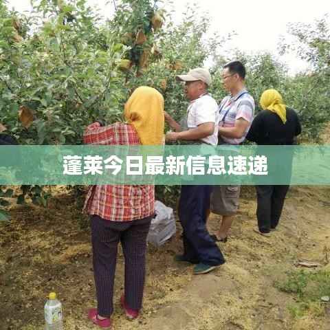 蓬莱今日最新信息速递