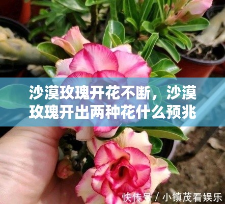 沙漠玫瑰开花不断,沙漠玫瑰开出两种花什么预兆
